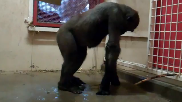 A breakdancing Gorilla